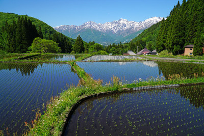 北阿尔卑斯山和稻田(奥尼村)