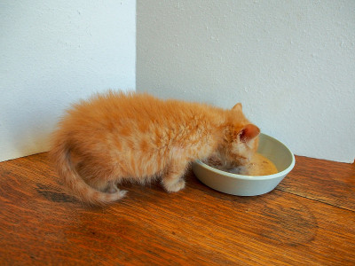 5周大的小猫第一次进食