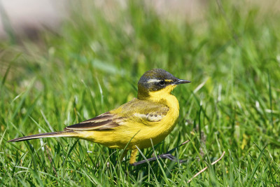 黄鸟特写，西部黄Wagtail(莫塔西拉黄)