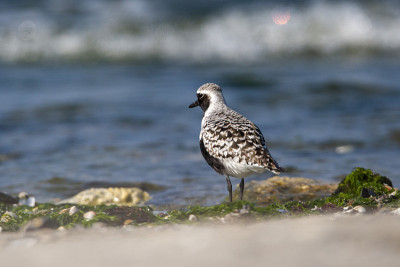 灰鸻(Pluvialis squatarola)鸟类的自然栖息地。