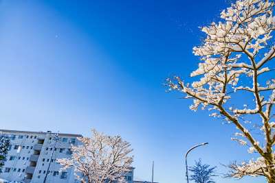 横滨郊外的城镇和路边的树木在早晨下雪的时候