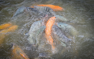 淡水鱼养殖场-金黄鲤鱼、罗非鱼或橙鲤鱼及鲶鱼以水面池塘的饲料为食