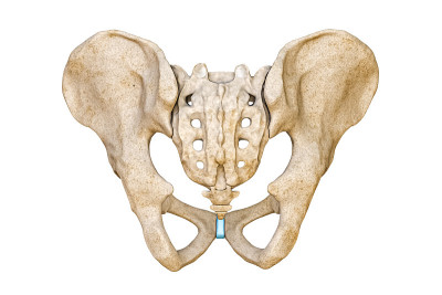 人类男性骨盆和骶骨在白色背景上分离的后或后视图3D渲染插图。空白解剖图3D渲染图。解剖学，医学，骨骼