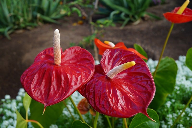 Spathiphyllum