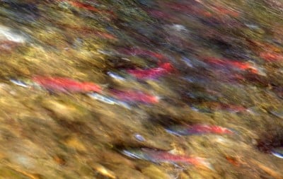 秋天的河流中，五颜六色、充满活力、红色的鲑鱼产卵