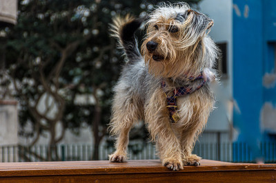 约克郡边境牧羊犬