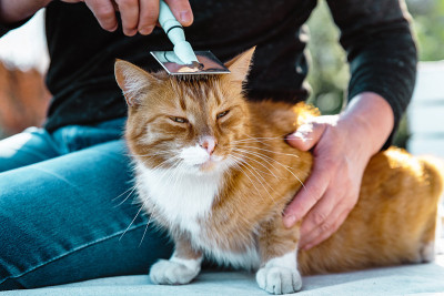 人在绿草上梳理姜猫，用刷子梳理姜猫。