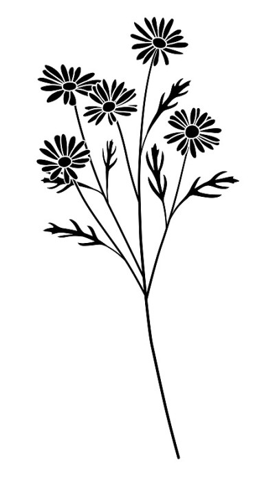玛格丽特花的剪影插图