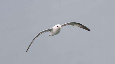 管鼻藿,Fulmarus glacialis
