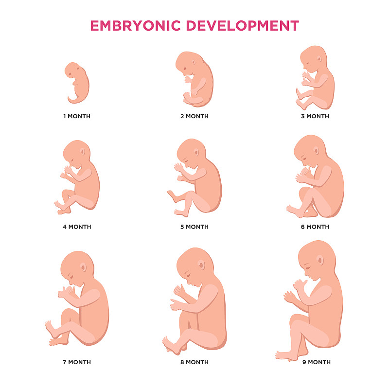 胚胎发育月周期从1到9个月到出生与胚胎图标医学信息图元素隔离在白色背景，矢量平面插图集。