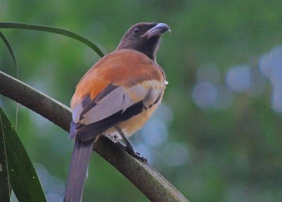 红褐色的treepie-crow鸟
