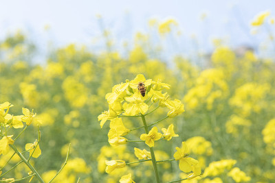 蜜蜂在春天采集油菜花