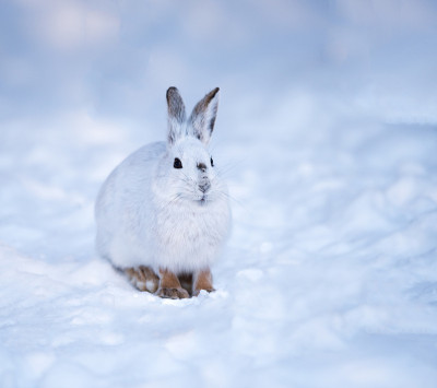 白色的雪鞋野兔在雪地上