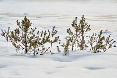 冬天的风景与小圣诞树在雪中
