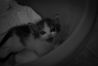 小猫