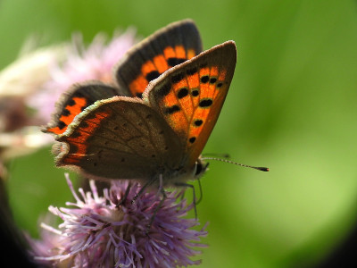 Lycaena sp
