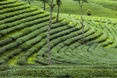 泰国的茶园。