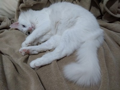 土耳其安哥拉猫