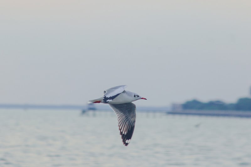 海鸥在海上飞翔。