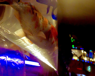 晚上的金鱼店