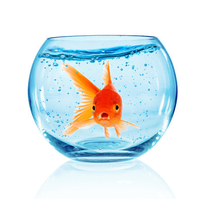 金鱼在水族馆