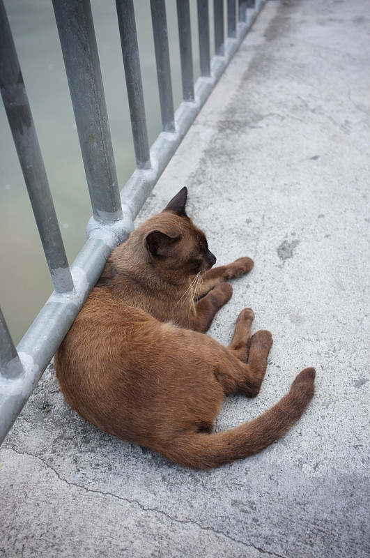 可爱的小猫在街上睡觉，概念快乐，好日子，懒人