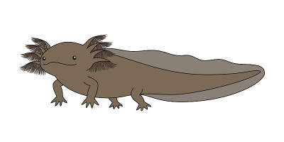 一个horlotl Woper looper角色插图