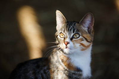 野猫的肖像
