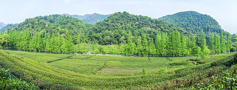 杭州茶园，西湖，龙井