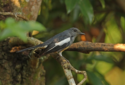 东方Magpie-robin