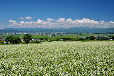 场