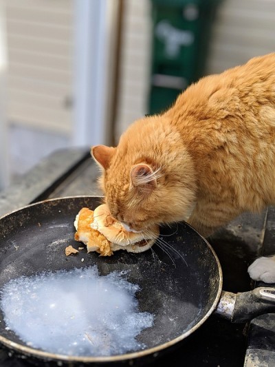 橙色的猫吃东西