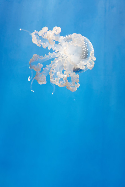 水族馆水母的细节