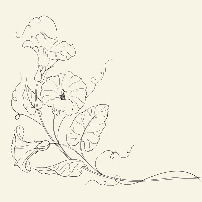 旋花类的花朵图案。