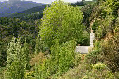 mangawarariki河峡谷沿着Manawatu风景路线