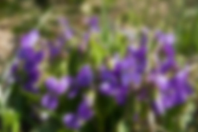 克里米亚紫模糊花