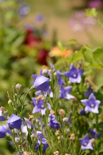 夏花