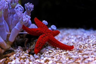 来自水族馆里的海星