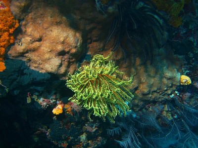 海百合