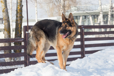 可爱的德国牧羊犬站在冬天公园的白雪上。宠物的动物。