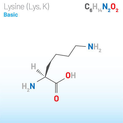 赖氨酸(Lys, K)氨基酸分子。(化学公式C6H14N2O2)