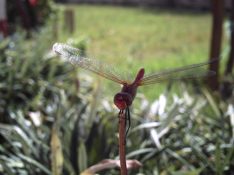 蜻蜓,斑鸠