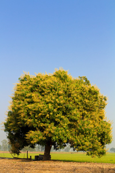 鲜花芒果