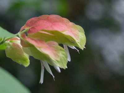 虾类植物，如对虾