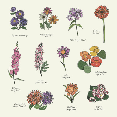 夏季花向量插图集