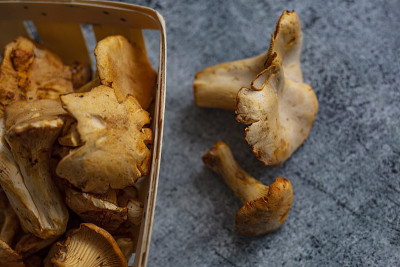 Chantarelle。