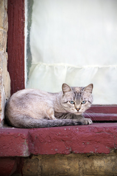 野猫
