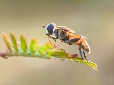 小昆虫