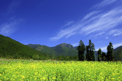 油菜花台湾
