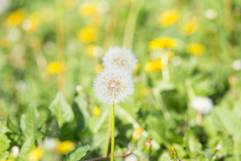 夏天的蒲公英花和绒毛田